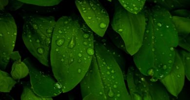 YENİ ARAŞTIRMA: TOHUMLAR YAĞMURUN SESİNİ “DUYUYOR”, DAHA HIZLI BÜYÜYOR