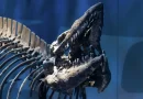 KUZEY TEKSAS’TA ‘DENİZİN T. REX’İ’ KEŞFEDİLDİ: OKUL OTOBÜSÜ BÜYÜKLÜĞÜNDE YENİ MOSAZOR TÜRÜ